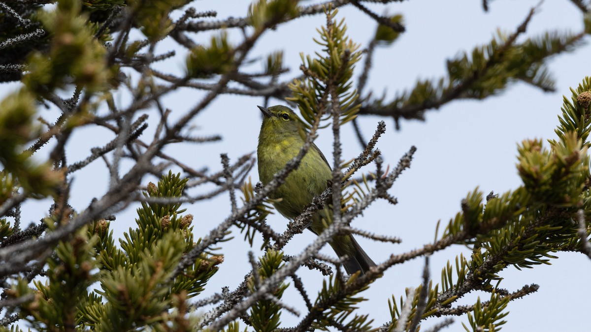 Orange-crowned Warbler - ML538843441