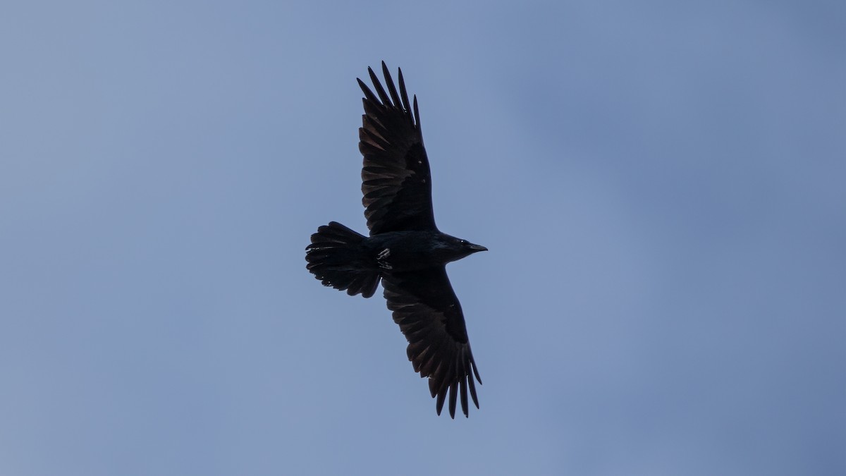 American Crow - ML538843521