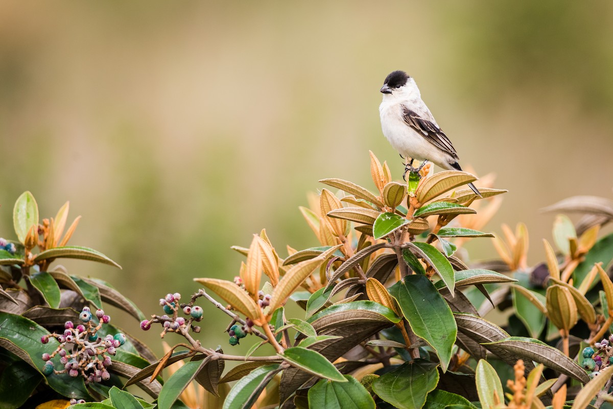 Pearly-bellied Seedeater - ML538843891