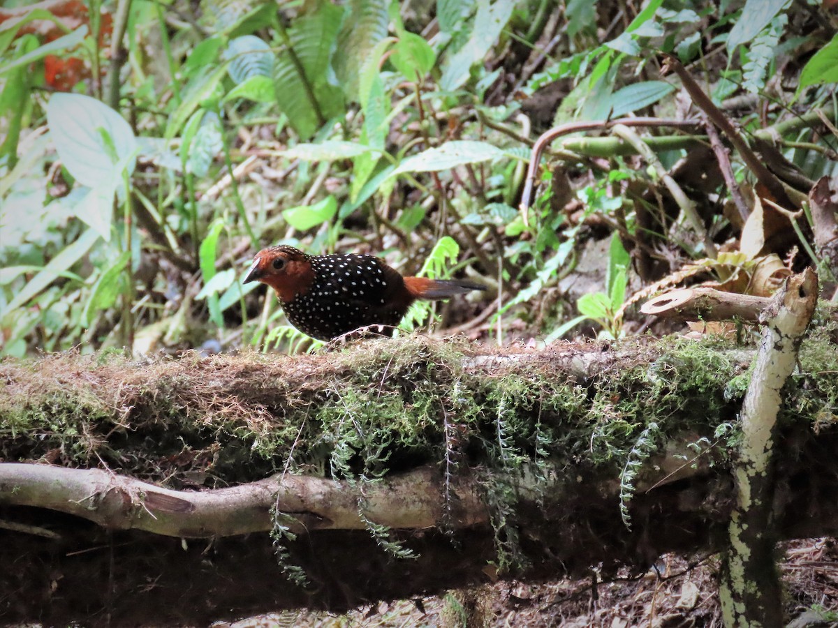 Ocellated Tapaculo - ML538844301