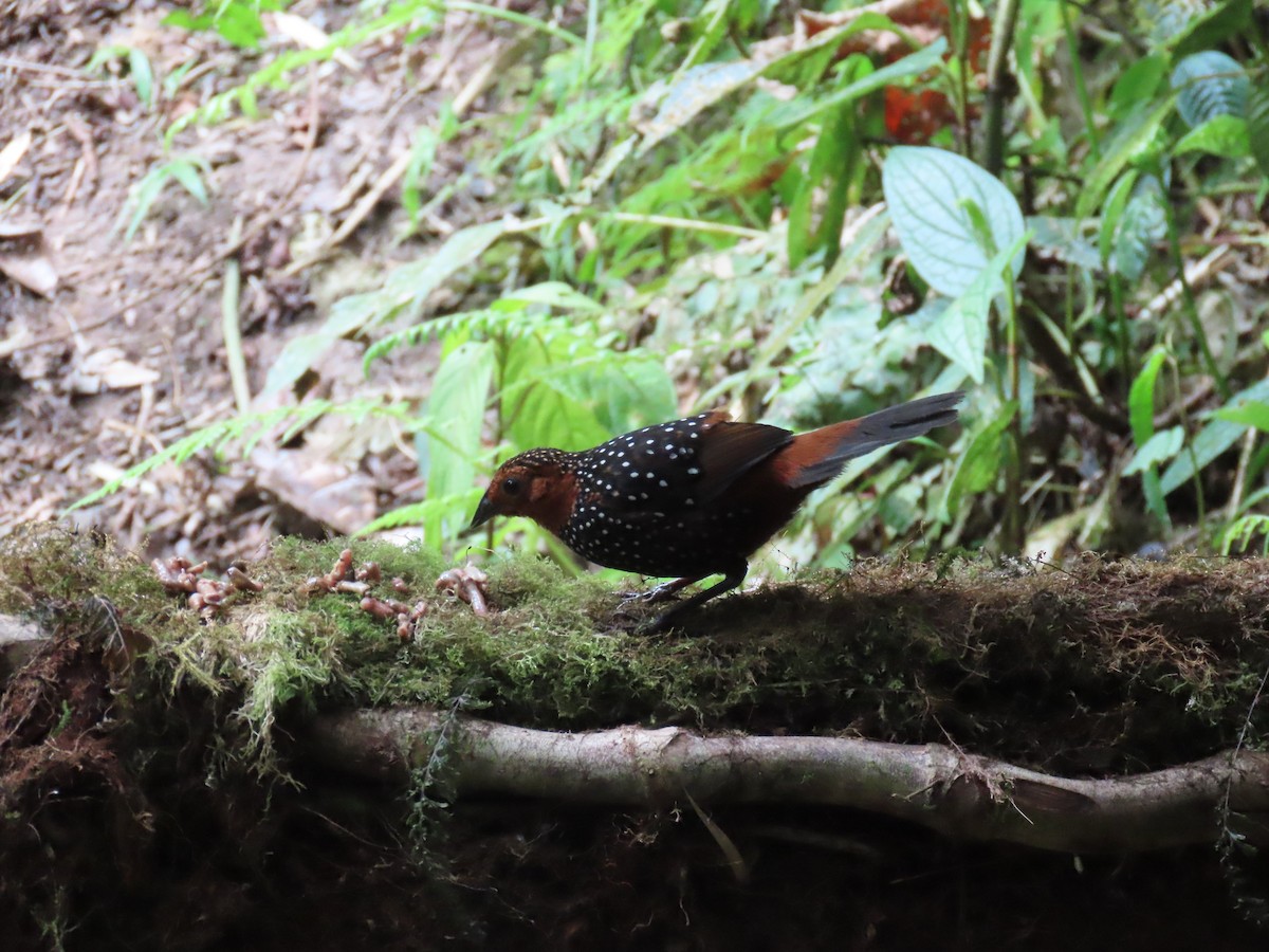 Ocellated Tapaculo - ML538844311