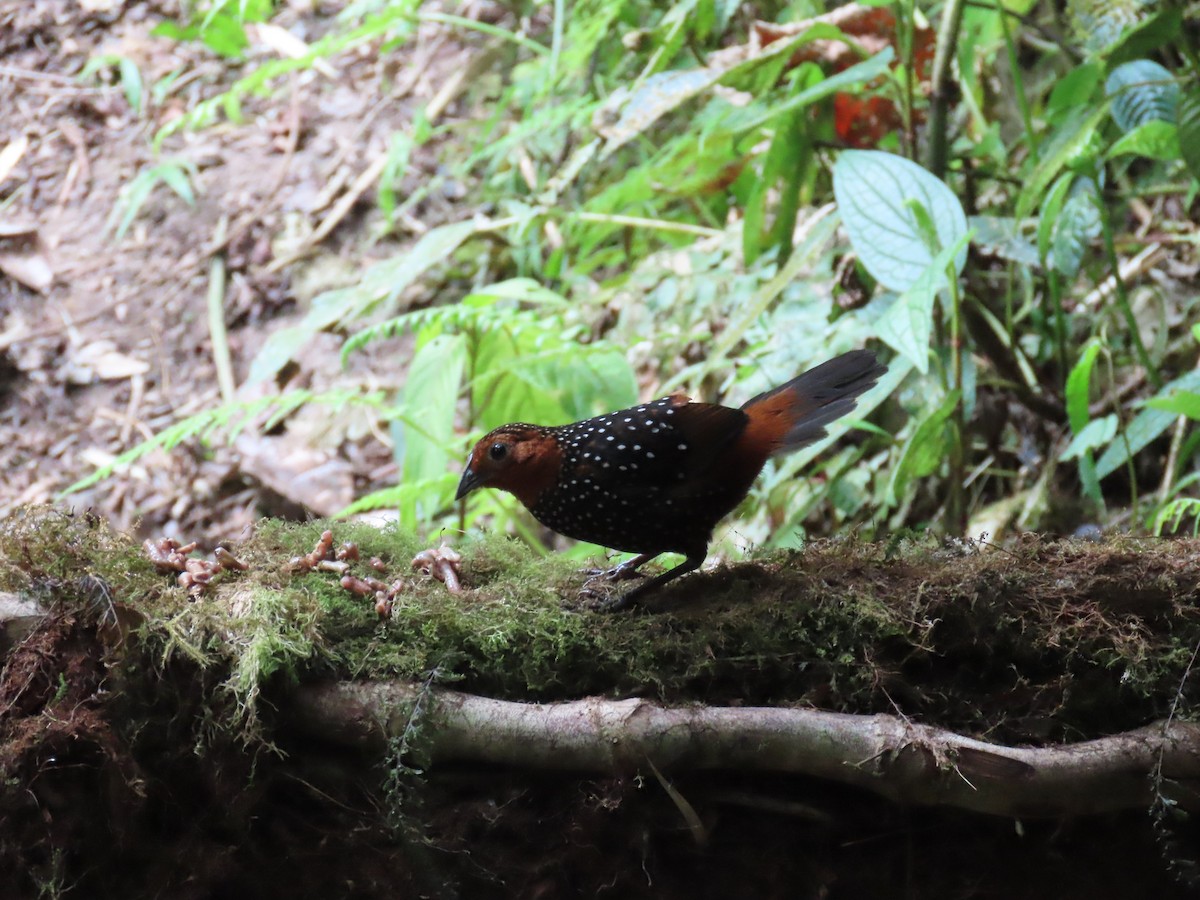 Ocellated Tapaculo - ML538844341