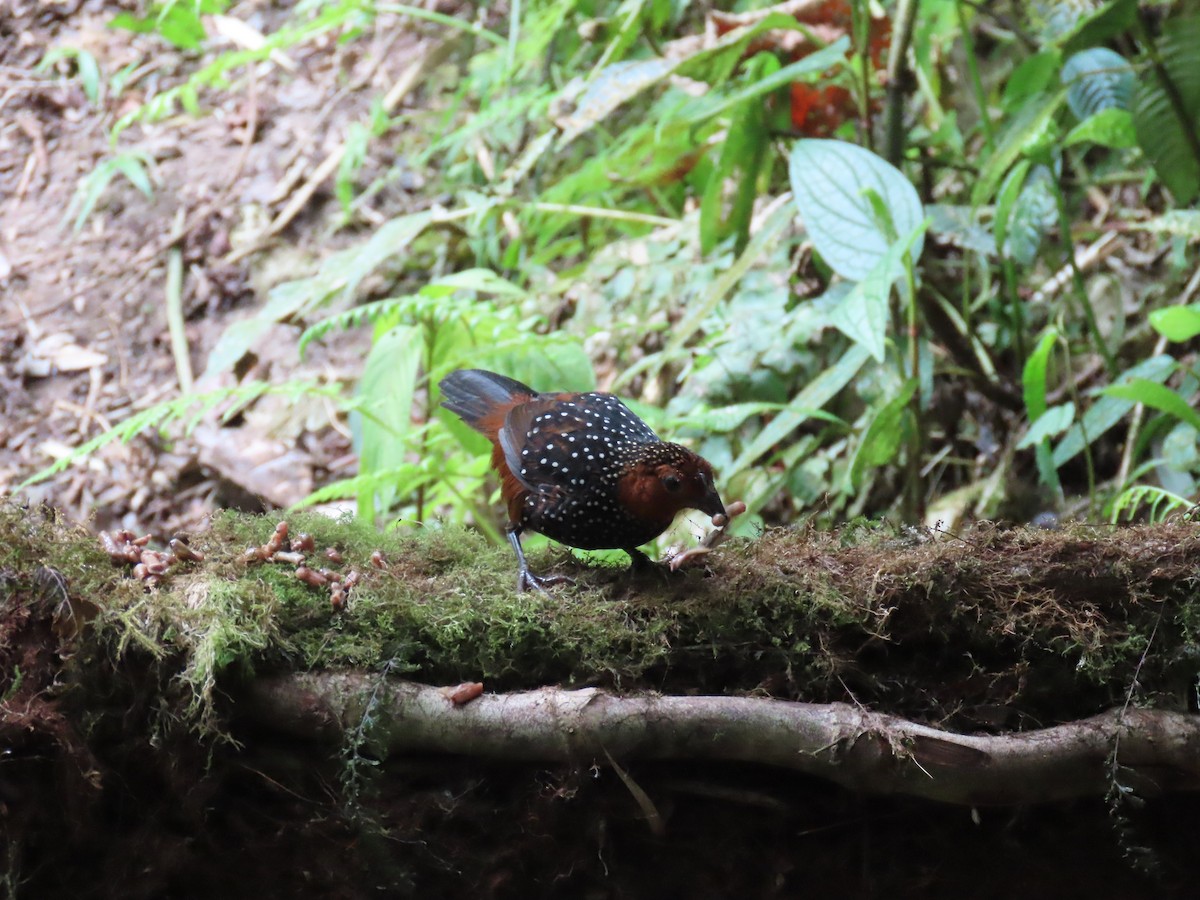 Ocellated Tapaculo - ML538844371
