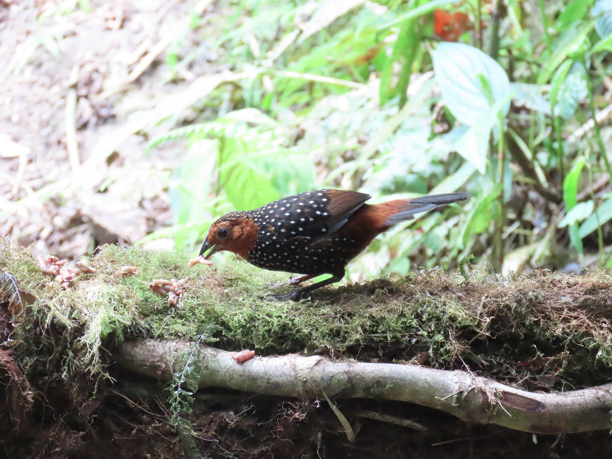 Ocellated Tapaculo - ML538844381