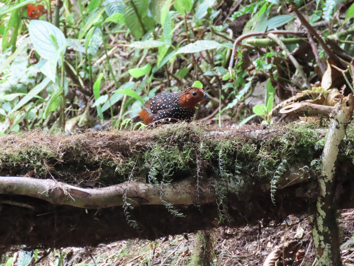 Ocellated Tapaculo - ML538844391