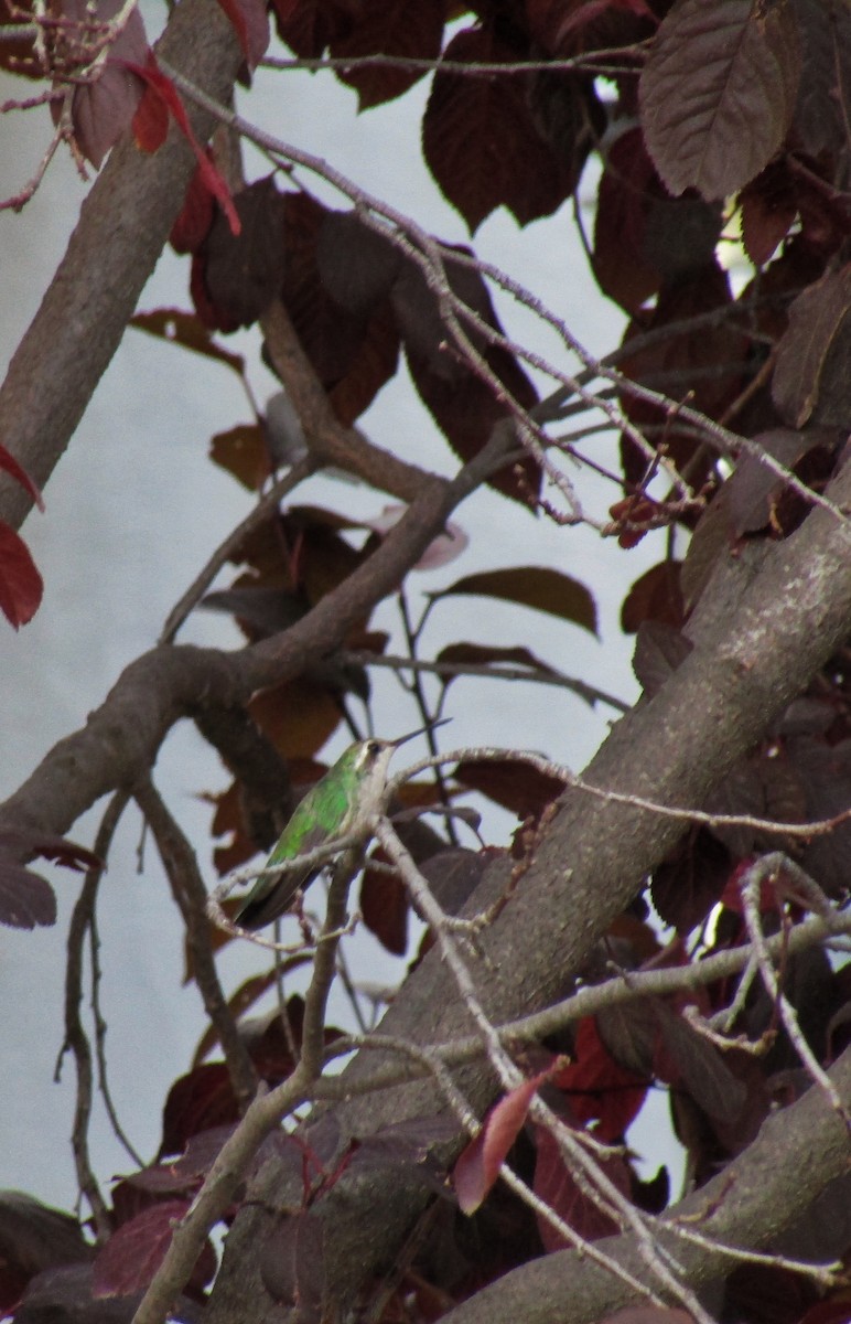 Glittering-bellied Emerald - ML538844681