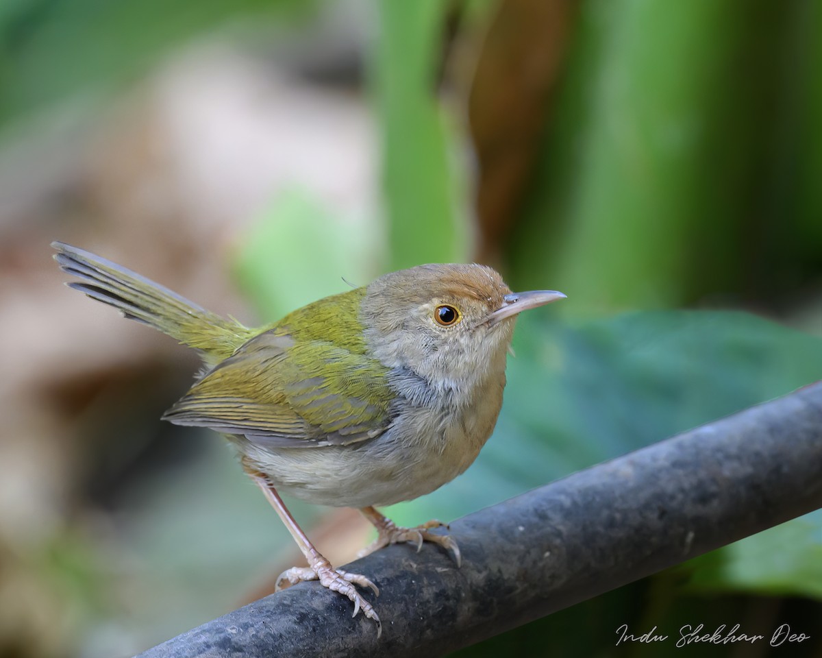 Common Tailorbird - ML538847181
