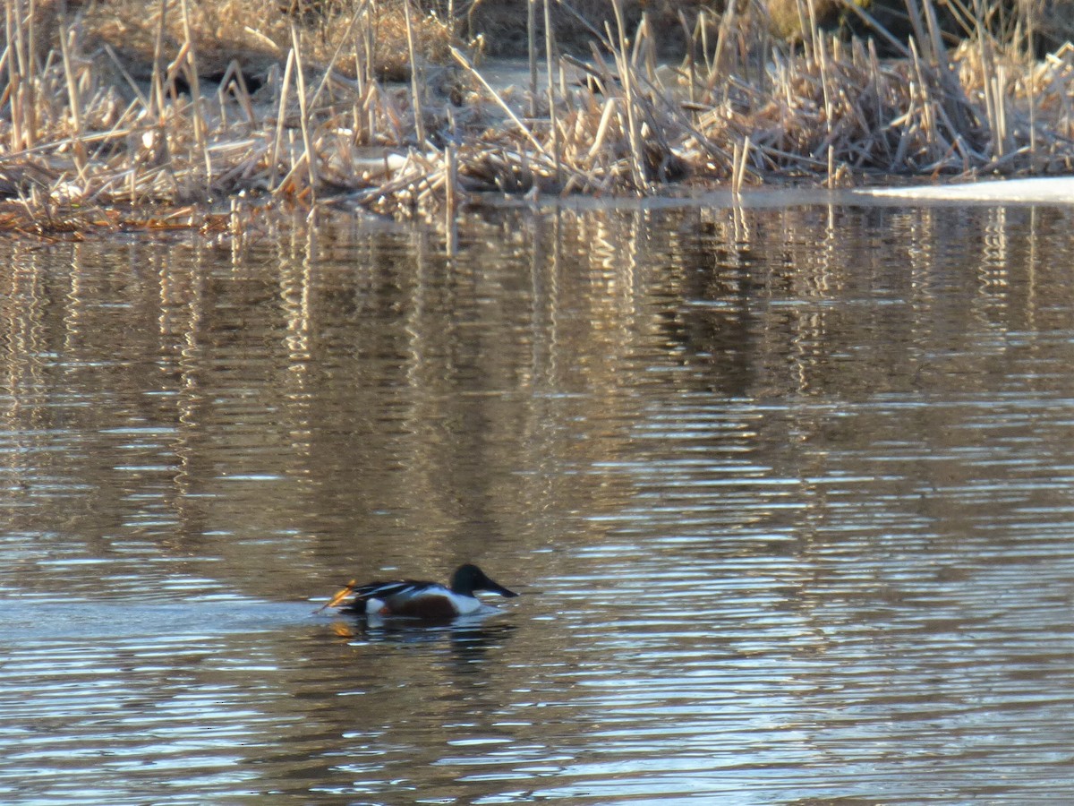 Northern Shoveler - ML53884951