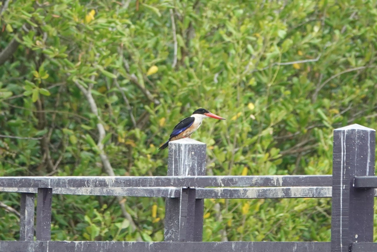 Martin-chasseur à coiffe noire - ML538850121