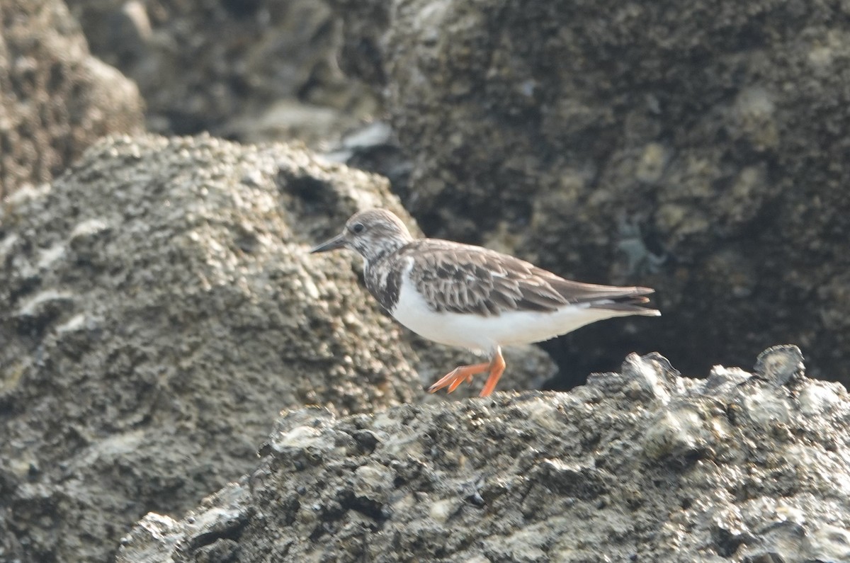 Ruddy Turnstone - ML538851311