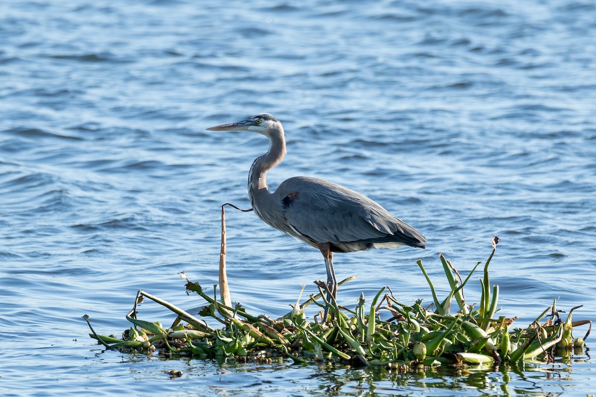 Garza Azulada (grupo herodias) - ML538852591