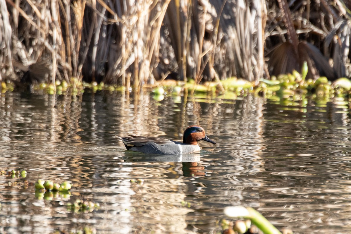 Green-winged Teal (American) - ML538853131