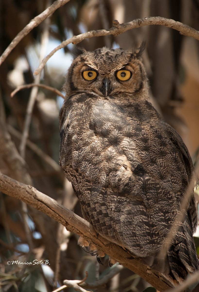 Lesser Horned Owl - Mónica Soto Barahona