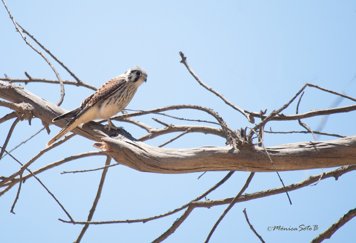 American Kestrel - ML538855321