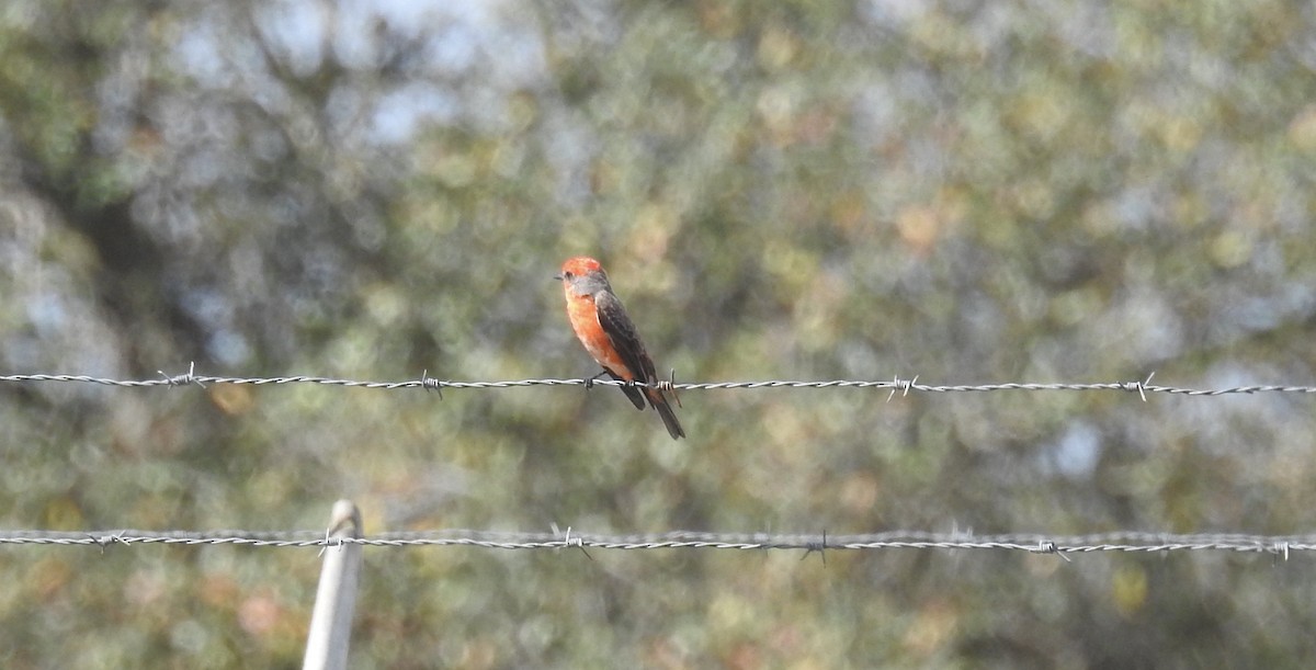 Vermilion Flycatcher - ML538855721