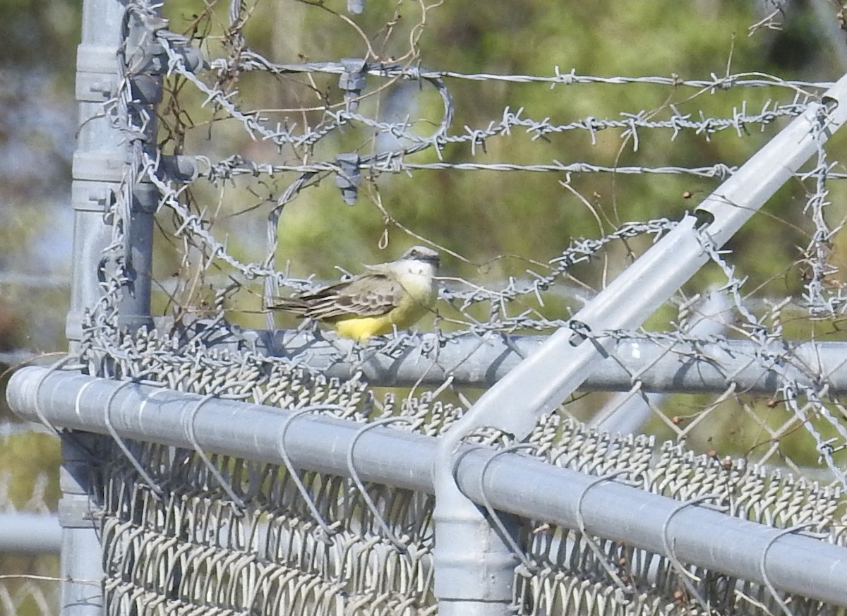 Tropical Kingbird - Sharon Forsyth