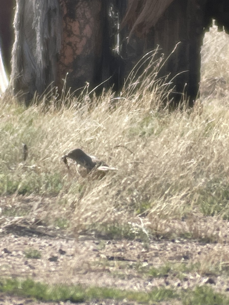 Toxostoma sp. - ML538855991