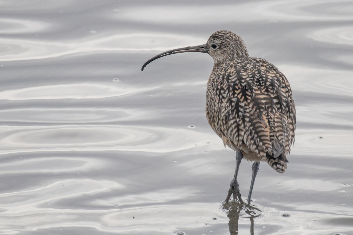 Long-billed Curlew - ML538856391
