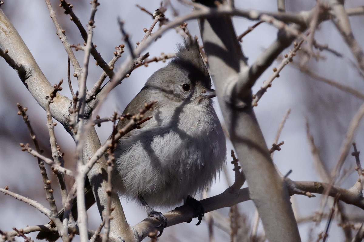 Oak Titmouse - ML538856471