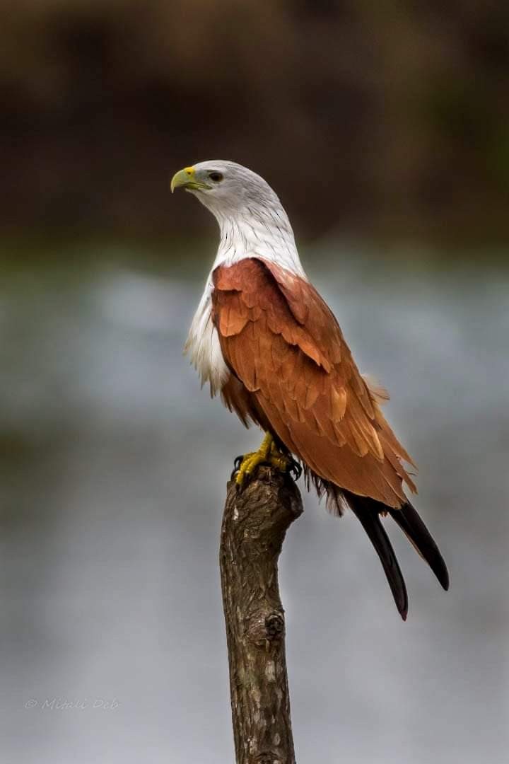 Brahminy Kite - ML538857261