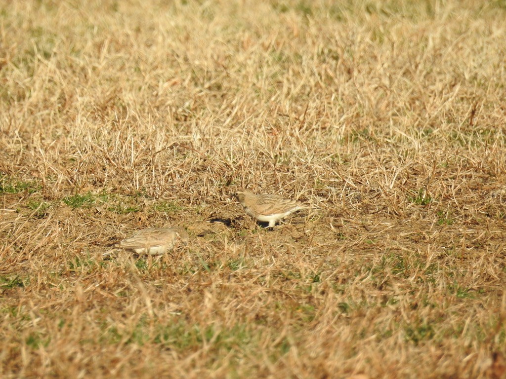 Horned Lark - Sharon Forsyth