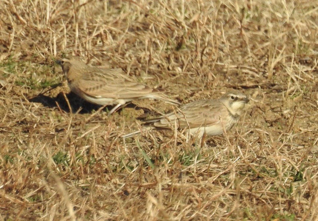 Horned Lark - ML538858411