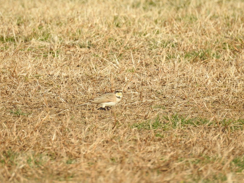 Horned Lark - ML538858421