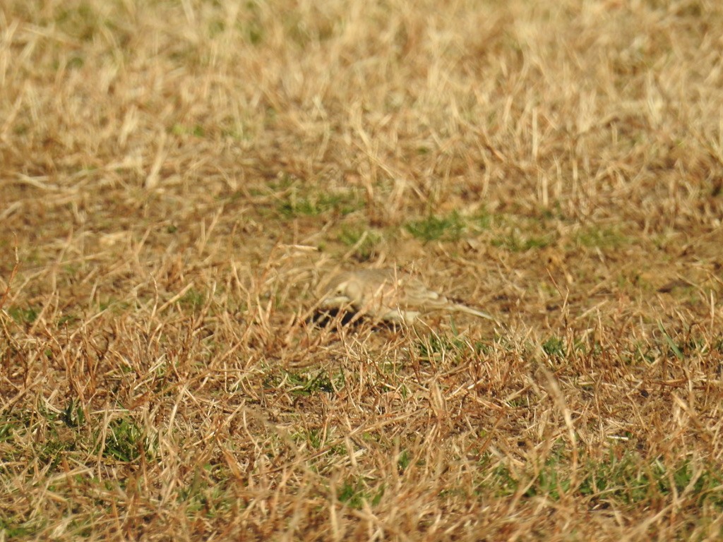 Horned Lark - ML538858431