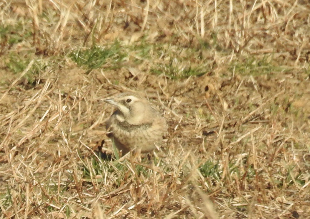 Horned Lark - ML538858441