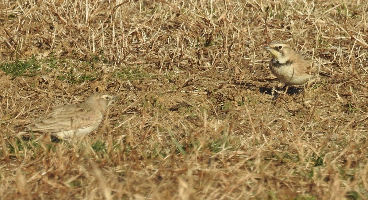 Horned Lark - ML538858461