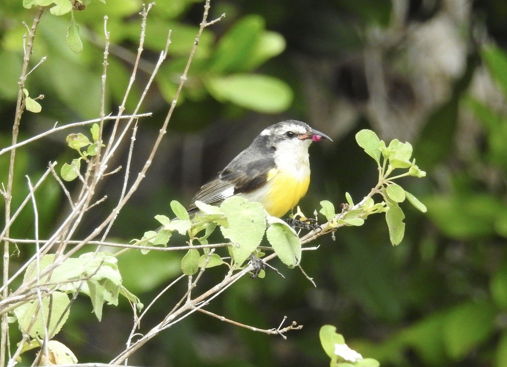 Bananaquit - Sharon Forsyth