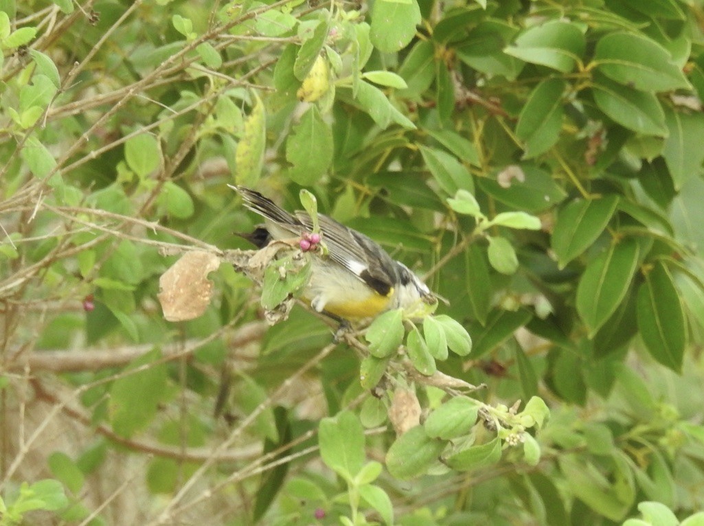 Sucrier à ventre jaune - ML538859741