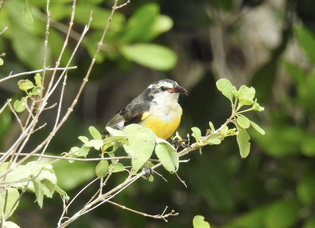 Zuckervogel - ML538859761