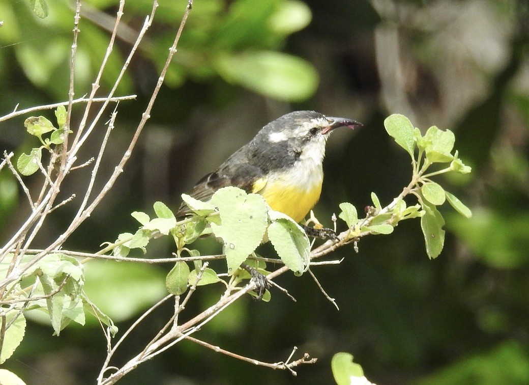 Bananaquit - Sharon Forsyth