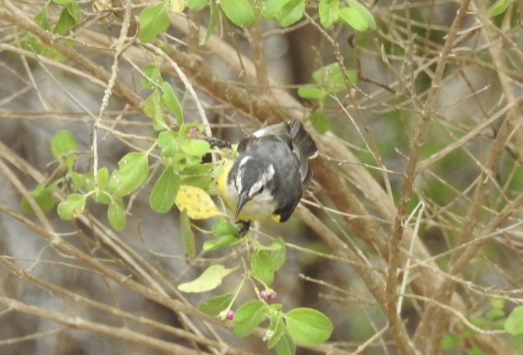 Bananaquit - Sharon Forsyth