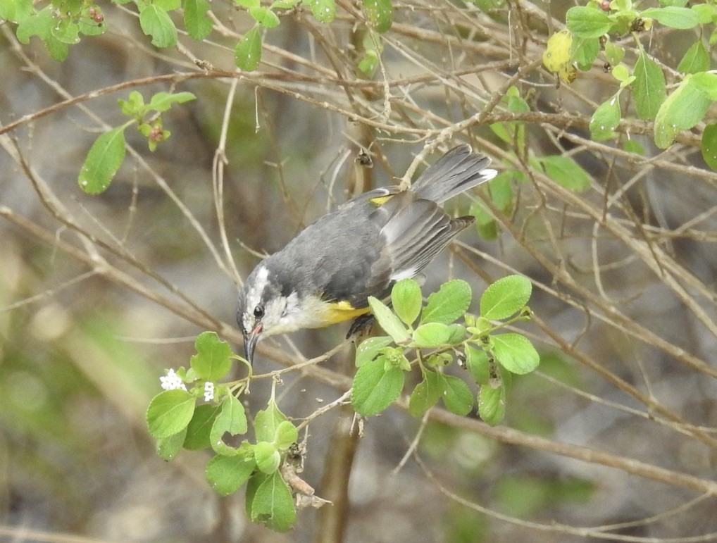 Bananaquit - ML538859791