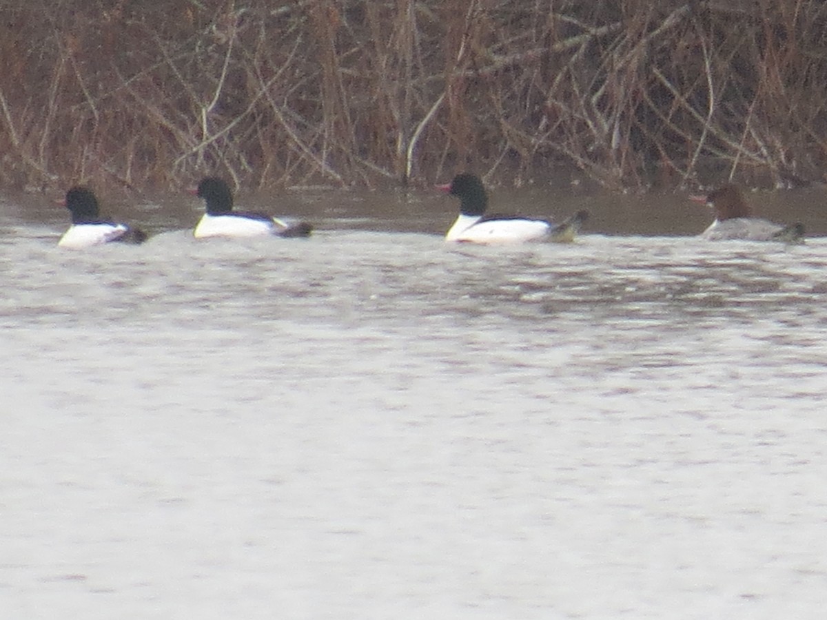 Common Merganser - ML538859991