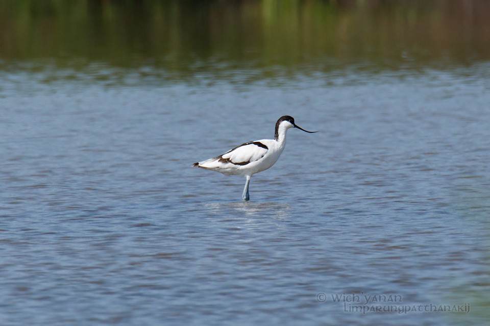 Pied Avocet - Wich’yanan Limparungpatthanakij