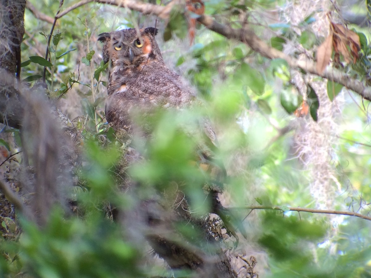 Great Horned Owl - ML53886051