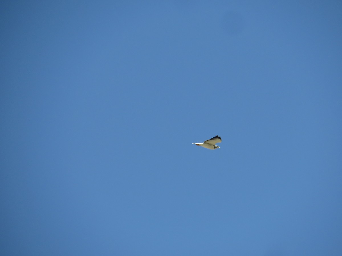 White-tailed Hawk - ML538862011