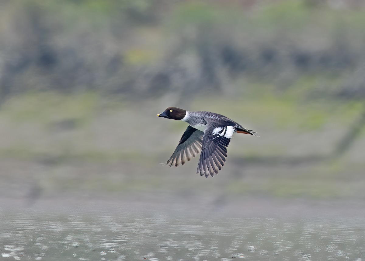 Common Goldeneye - Arpit Bansal