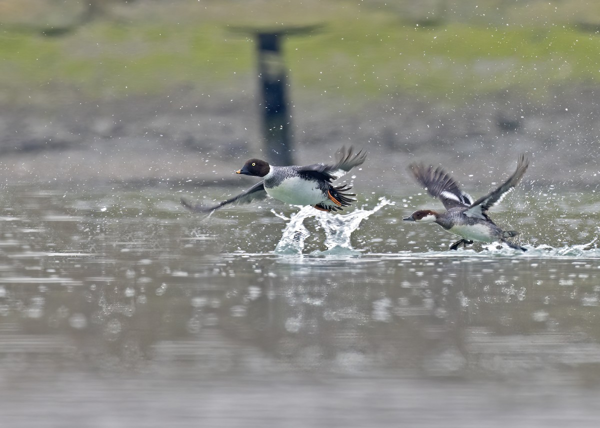 Common Goldeneye - Arpit Bansal