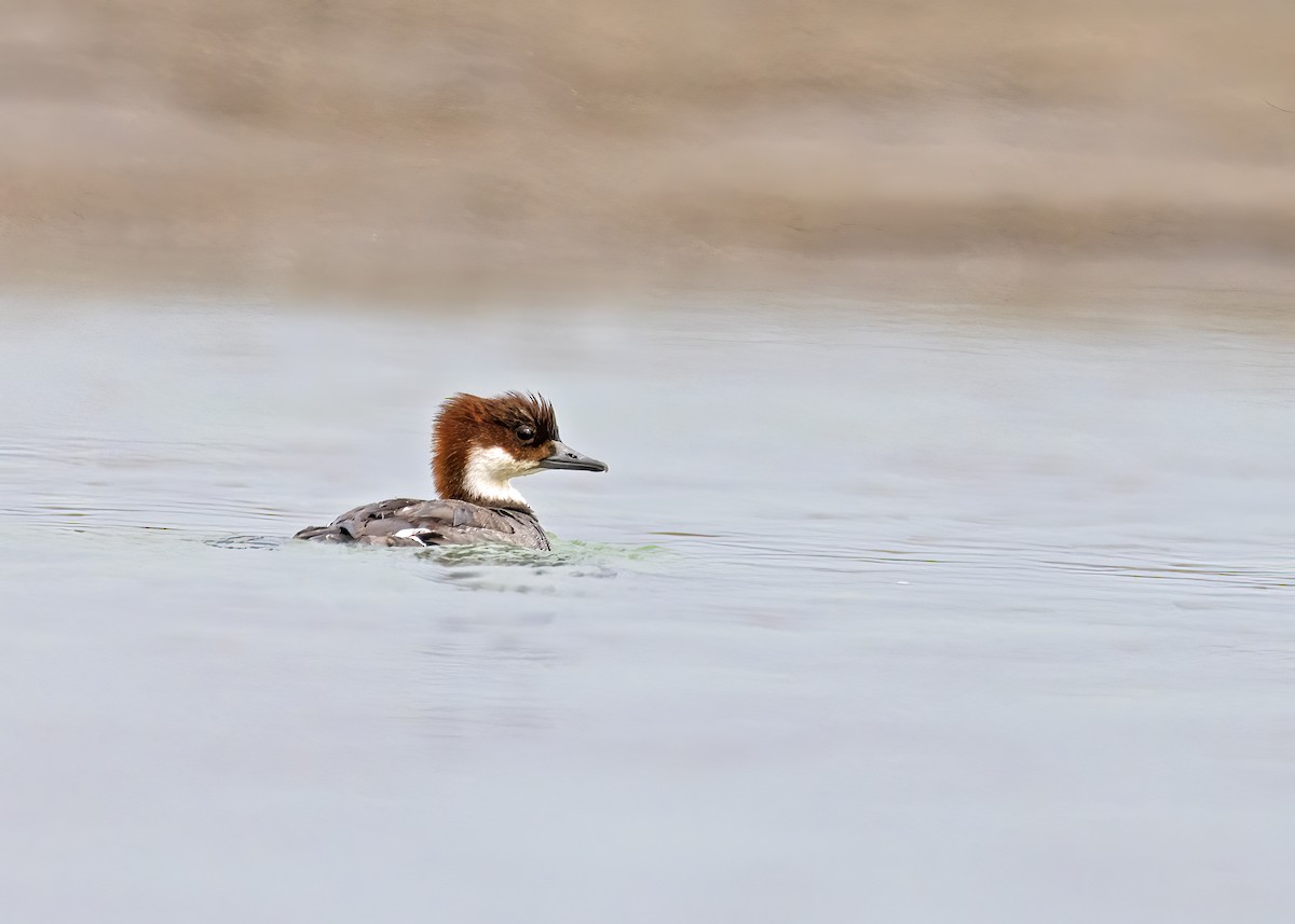 Smew - ML538862321