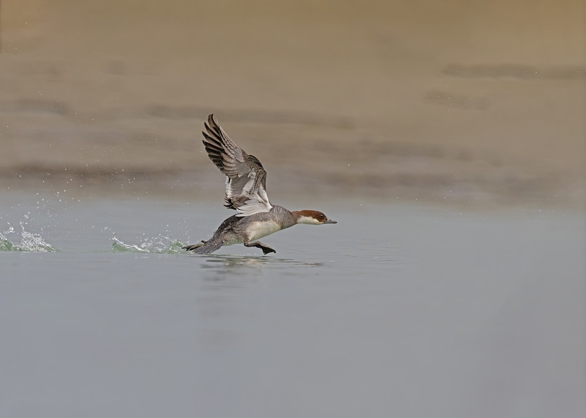Smew - ML538862331