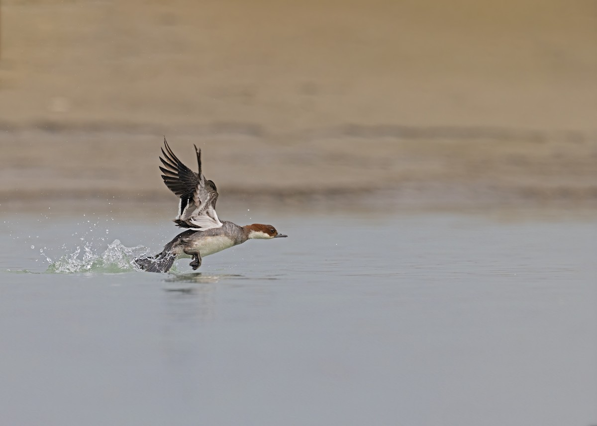 Smew - ML538862341