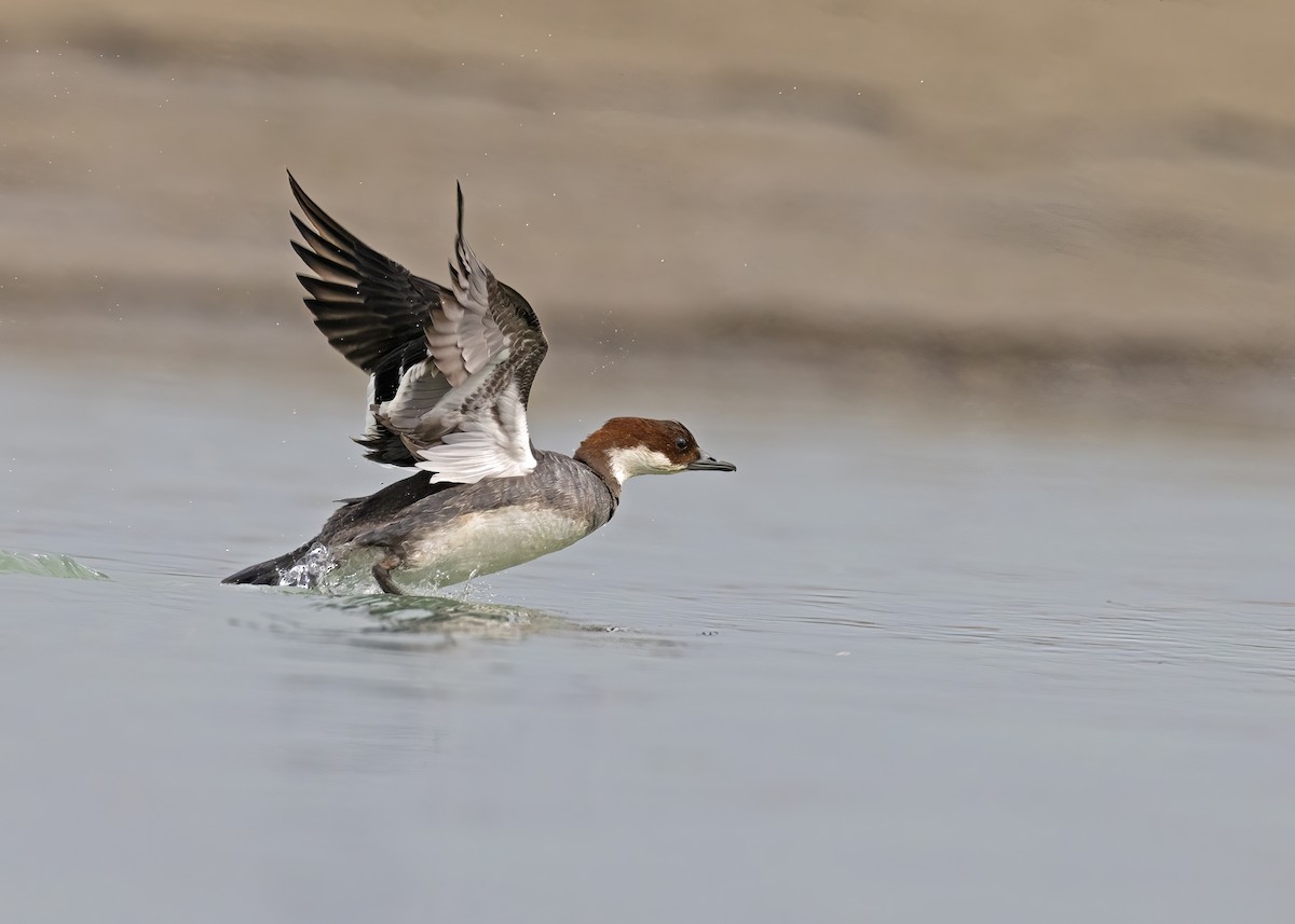 Smew - ML538862351