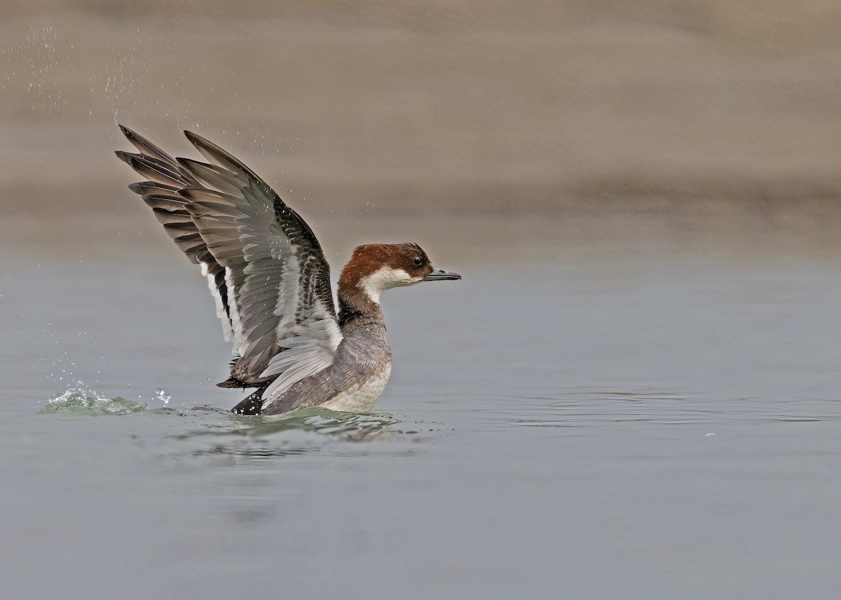 Smew - ML538862361