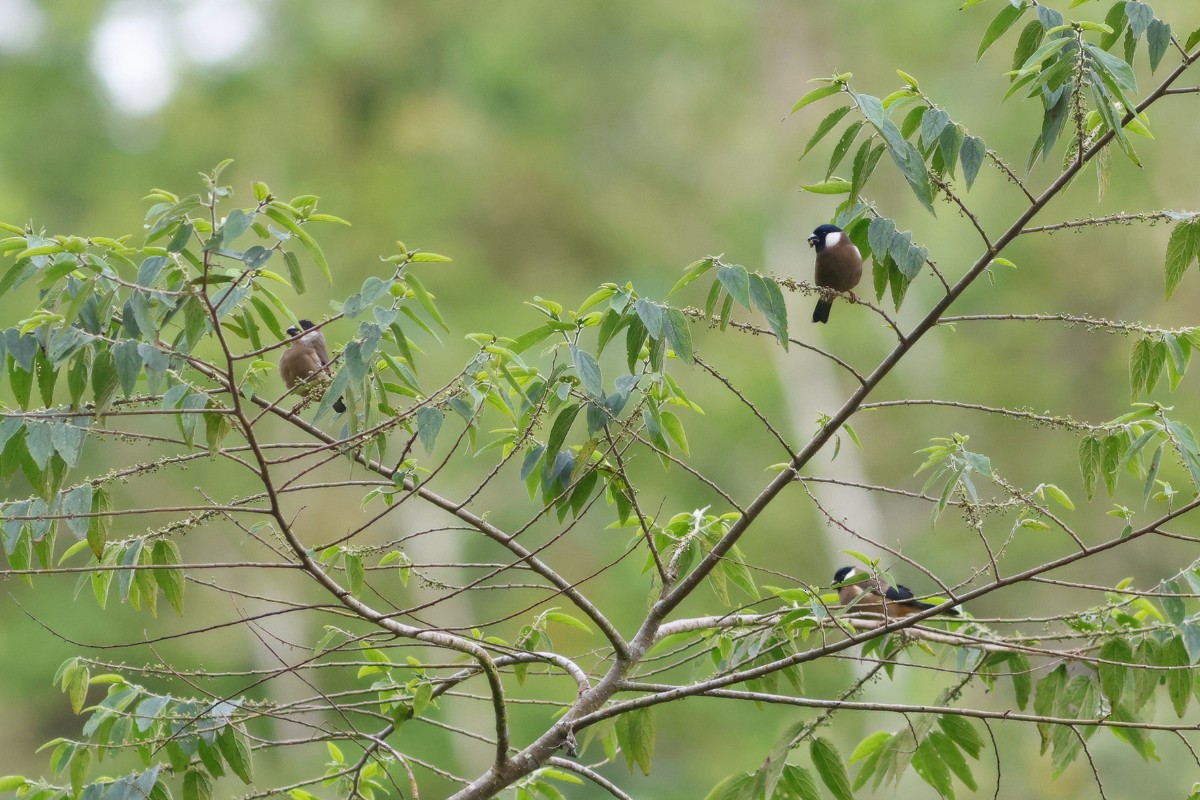 White-cheeked Bullfinch - ML538862681