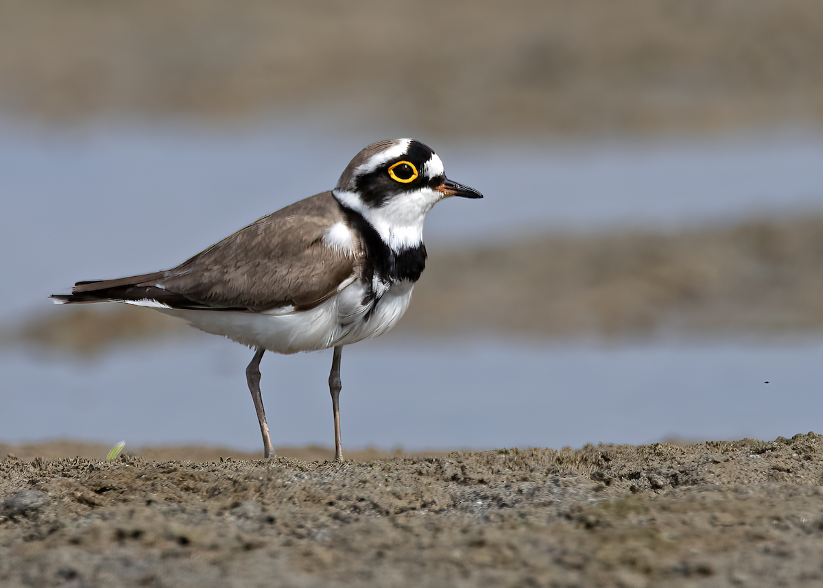 Little Ringed Plover - Arpit Bansal