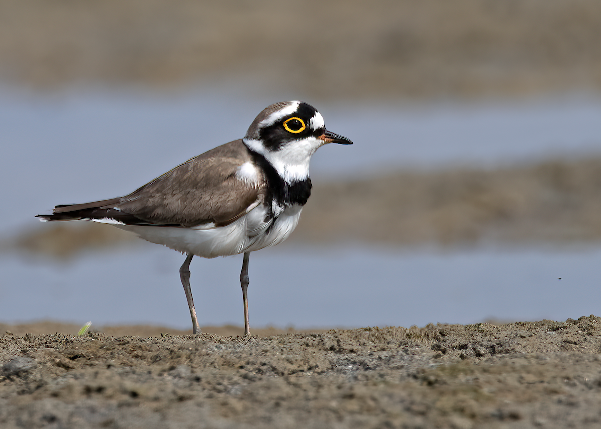 Little Ringed Plover - ML538864741